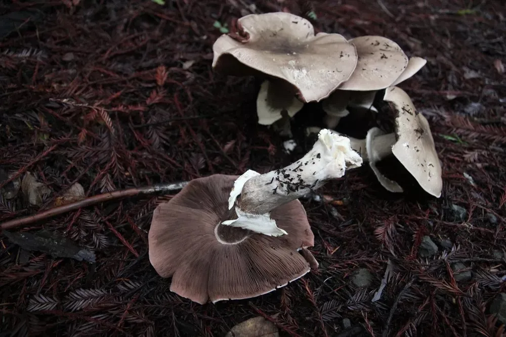 A few Buck’s Agaricus mushrooms in the dirt.  